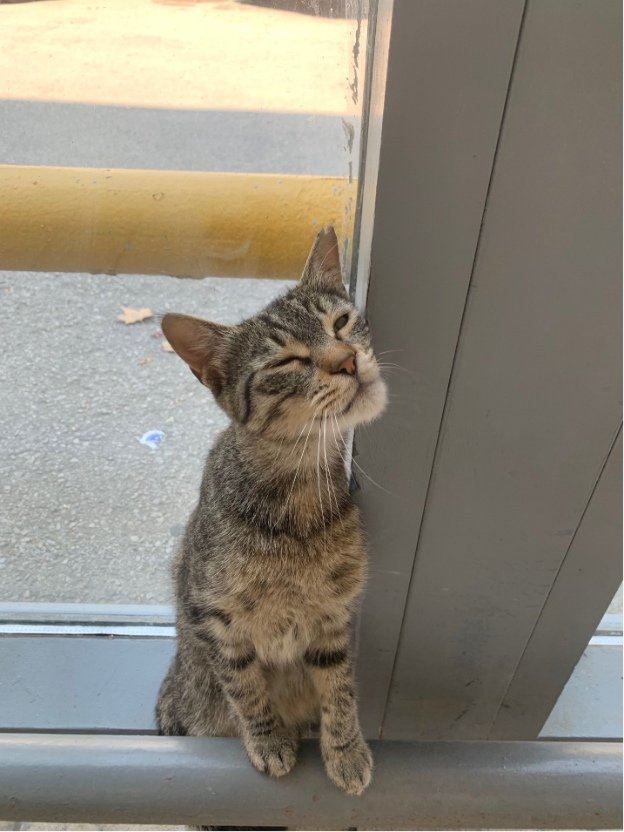 Кошка милая