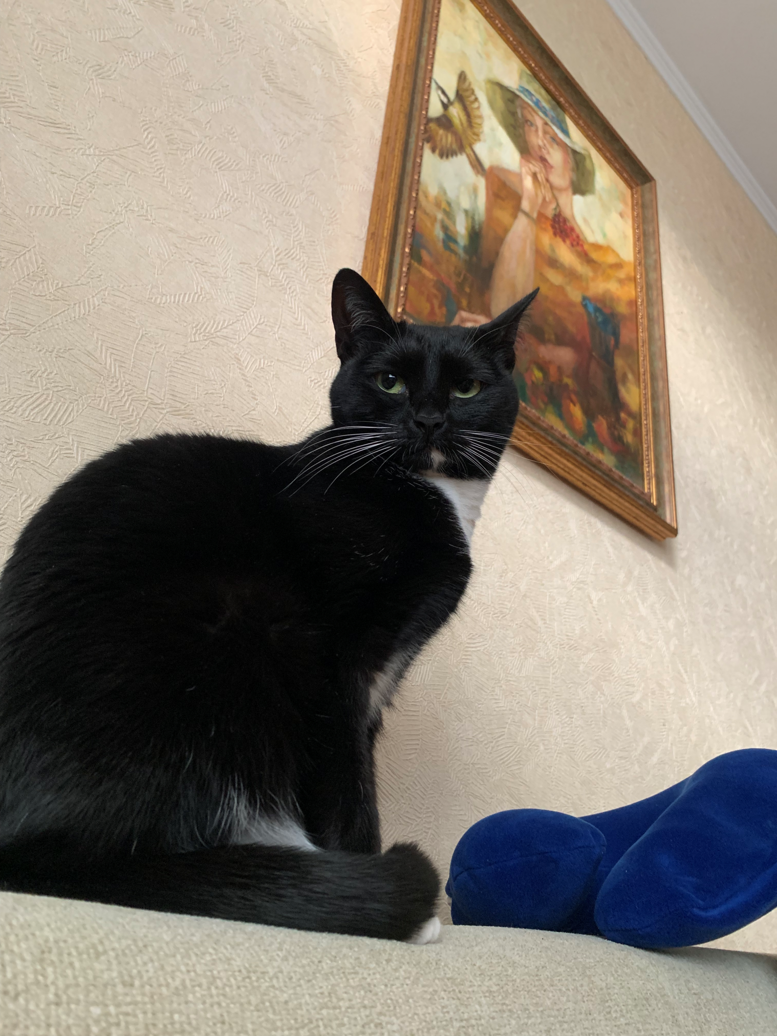 Кошка 